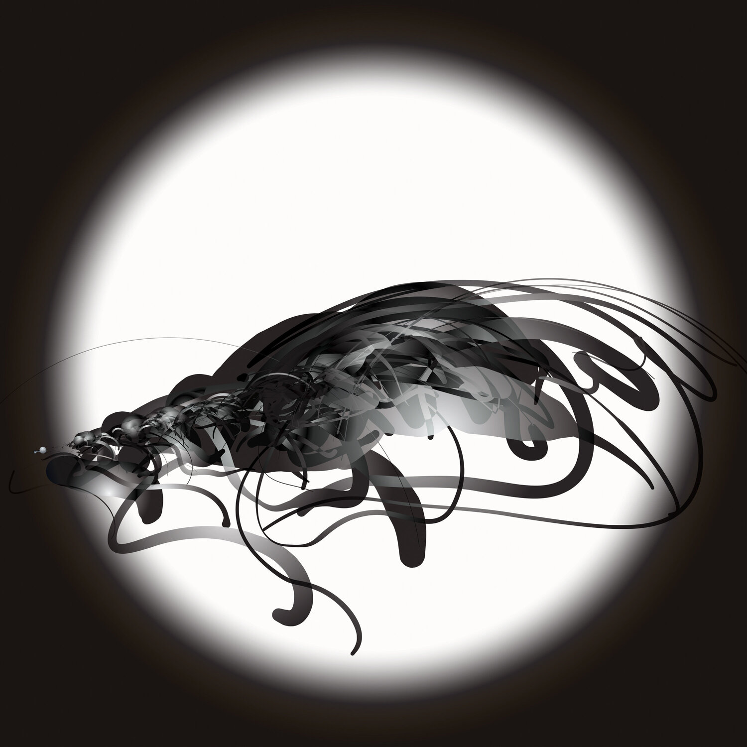 "The Fly" Var1 Harald Gsaller