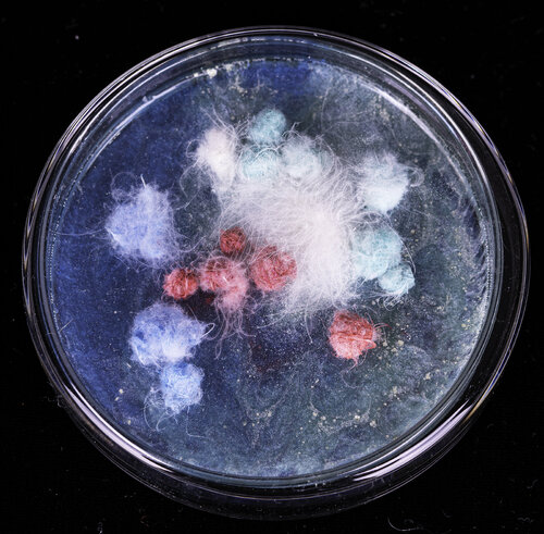 Cultivation BlueOcean van Aomi Kikuchi, Andere media te koop op Singulart