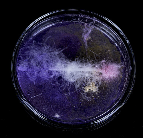 Cultivation Cotton Bud van Aomi Kikuchi, Andere media te koop op Singulart