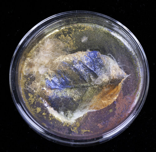 Cultivation Leaf van Aomi Kikuchi, Andere media te koop op Singulart