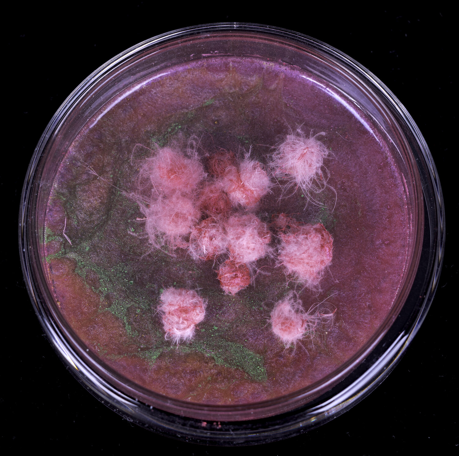 Cultivation Red Aomi Kikuchi