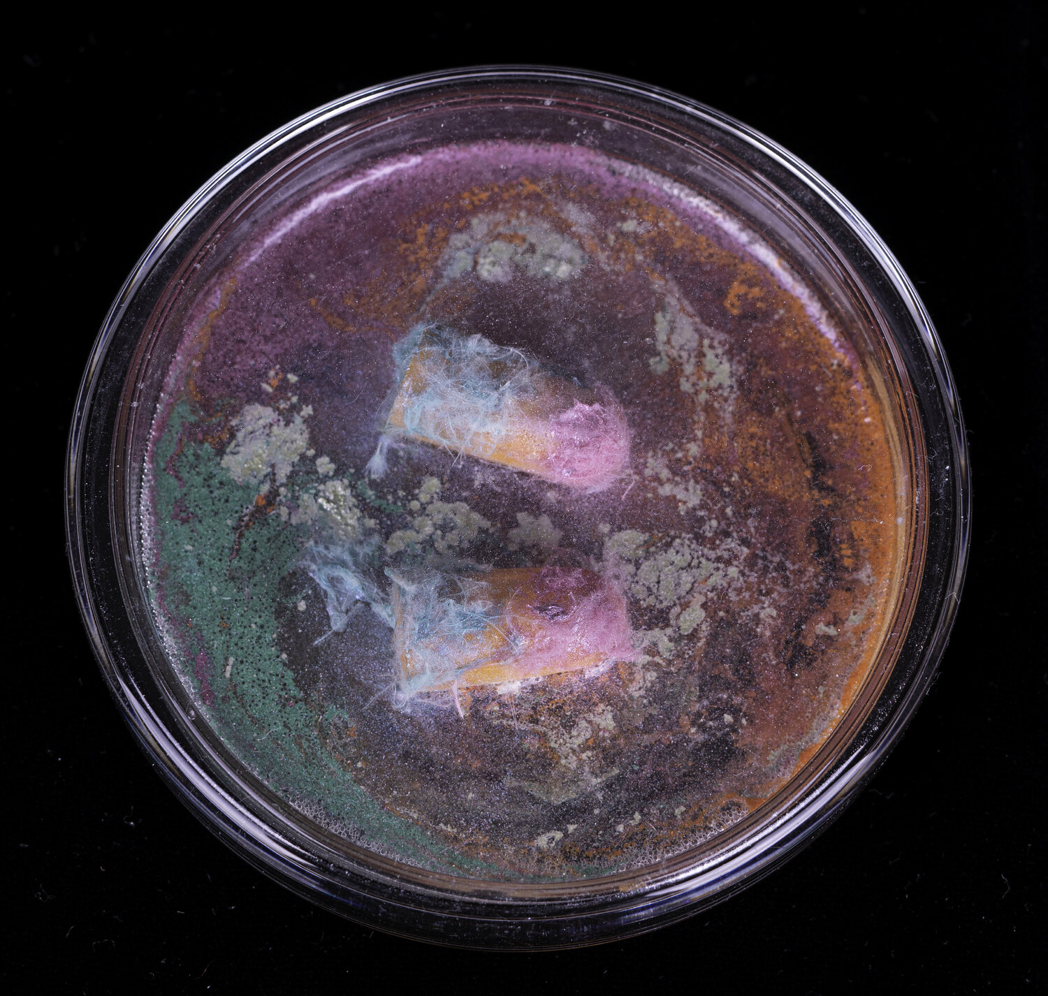 Cultivation Ear Plug Aomi Kikuchi