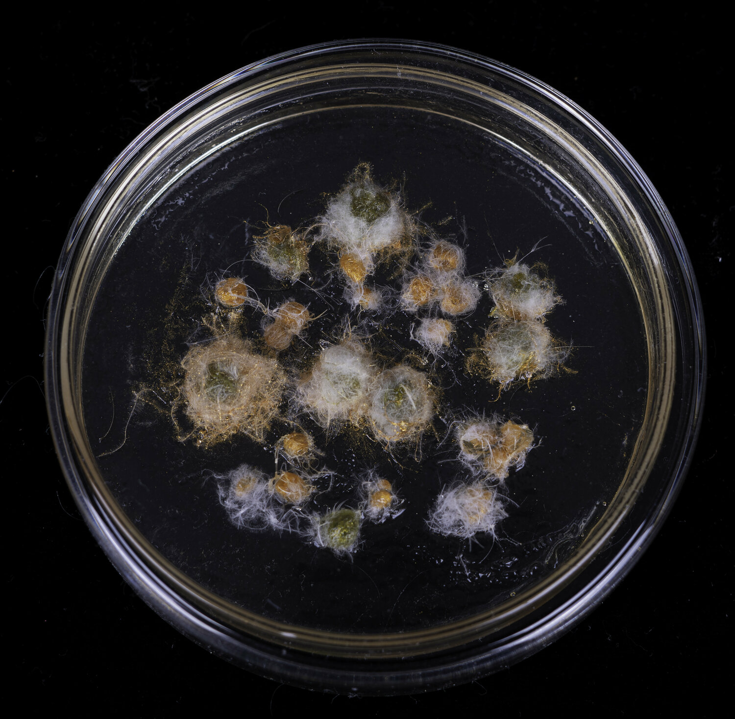 Cultivation Mold-1 Aomi Kikuchi