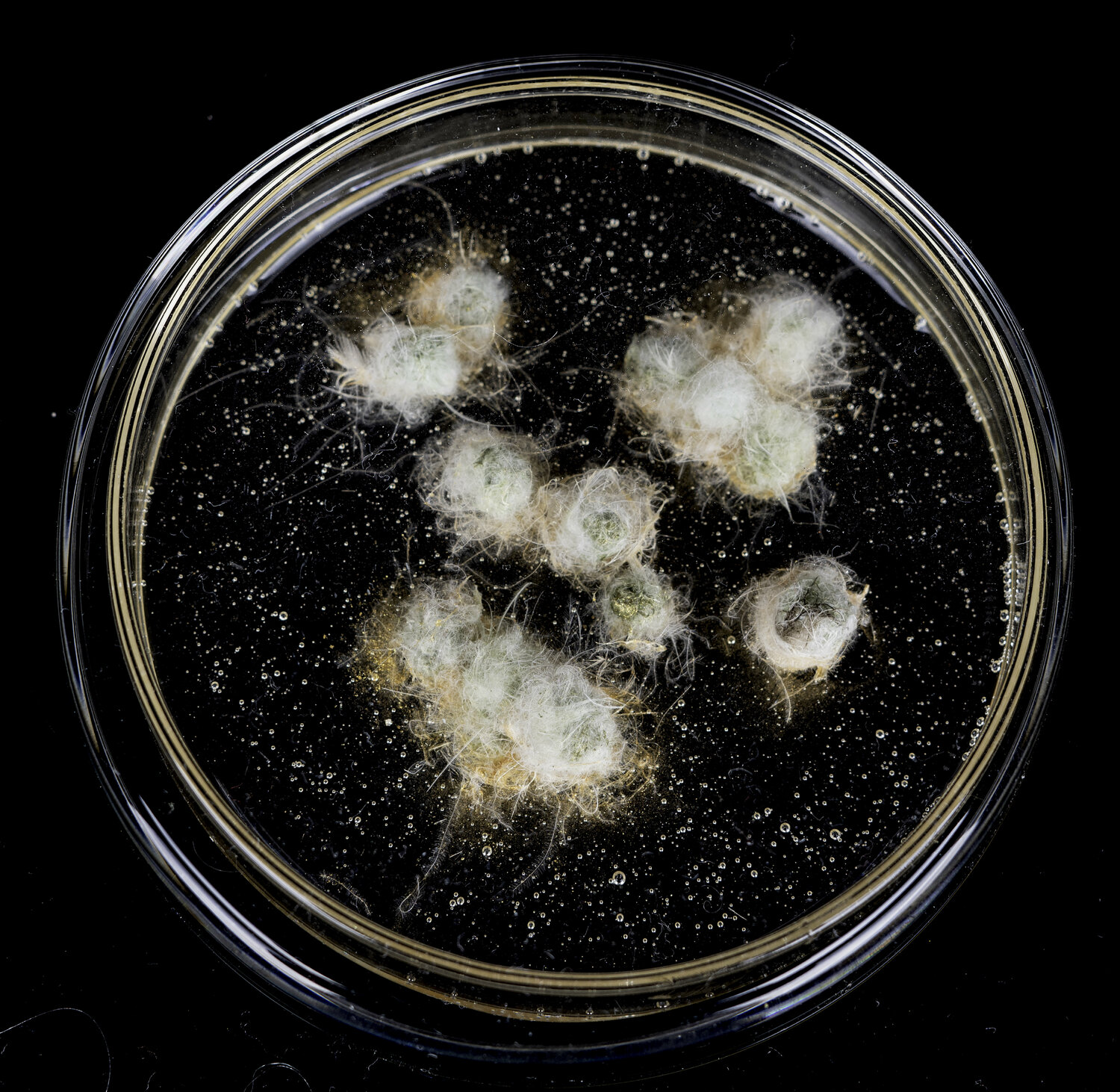 Cultivation Mold-2 Aomi Kikuchi