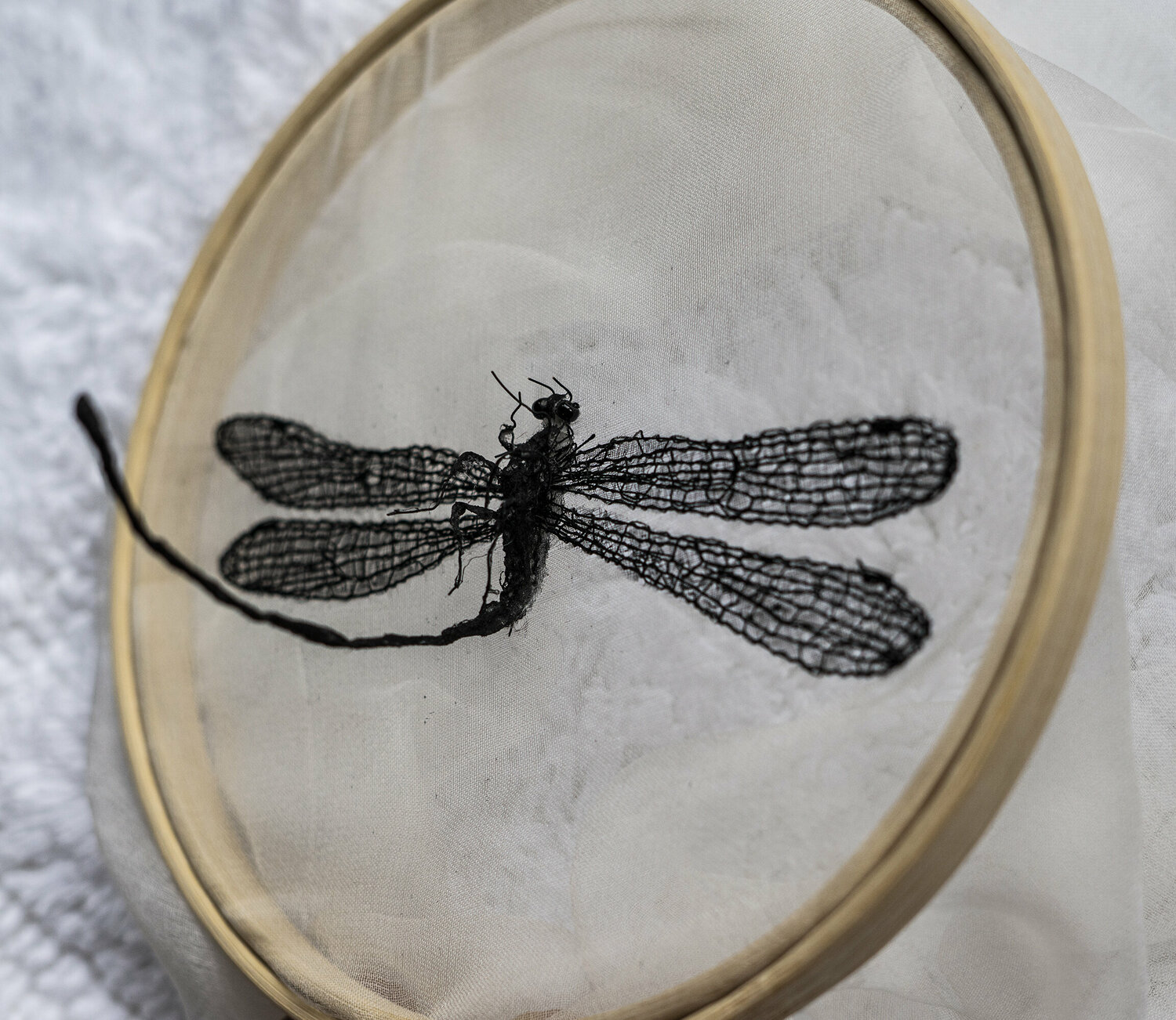 Damselfly Aomi Kikuchi