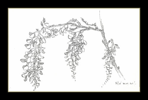 glicine 1 di Polina Ogiy, Disegno in vendita su Singulart