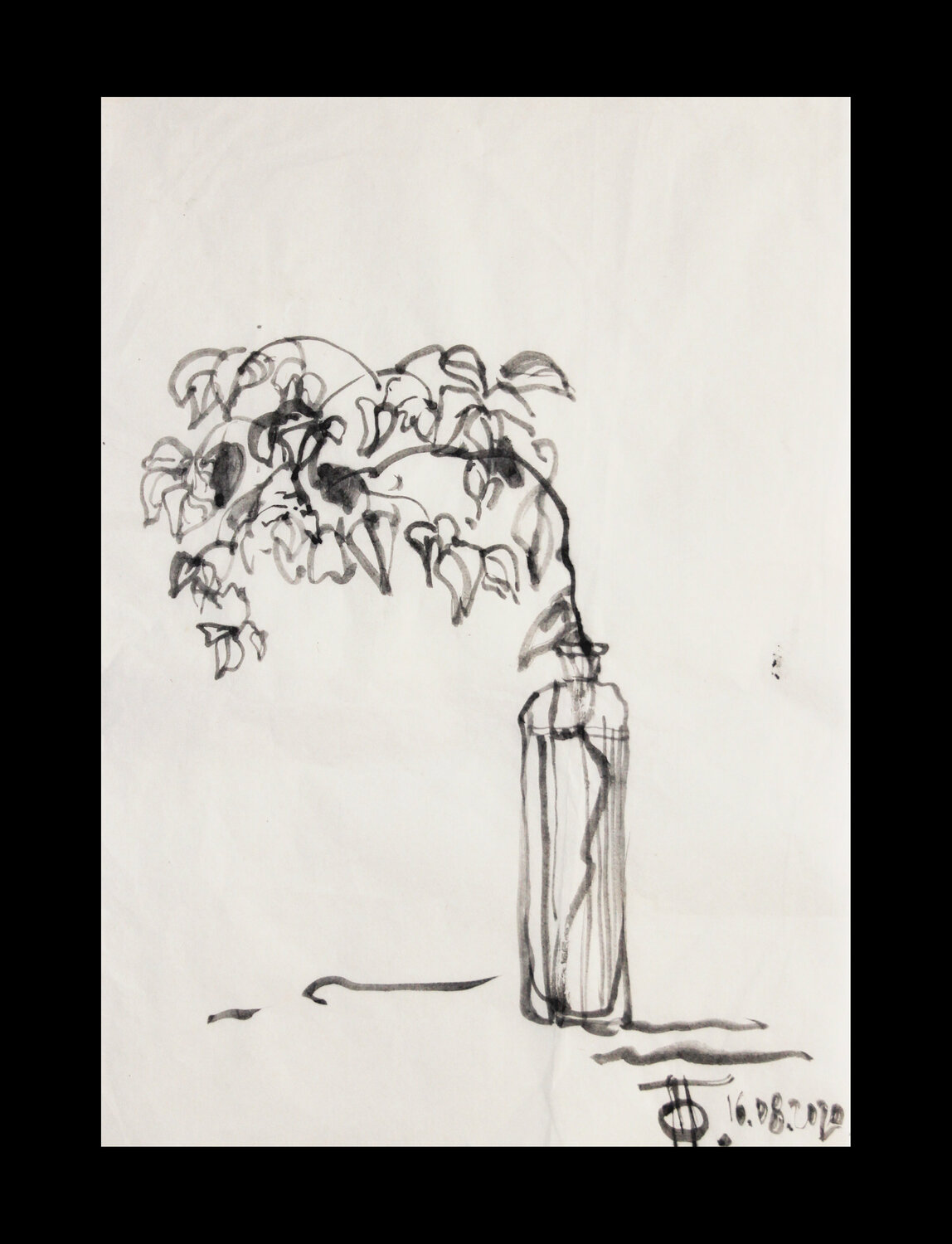 Bougainvillea spectabilis Polina Ogiy