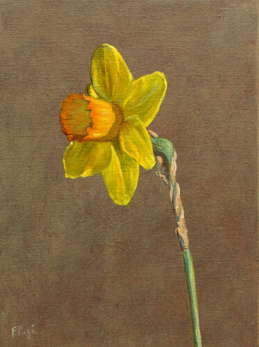 Petite édude de jonquille by François Pagé, Painting for Sale on Singulart