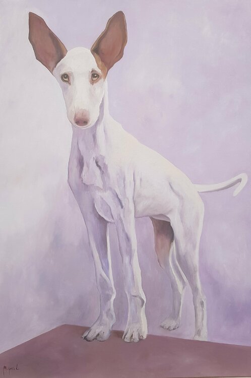 Podenco cachorro Miguel Ángel García López