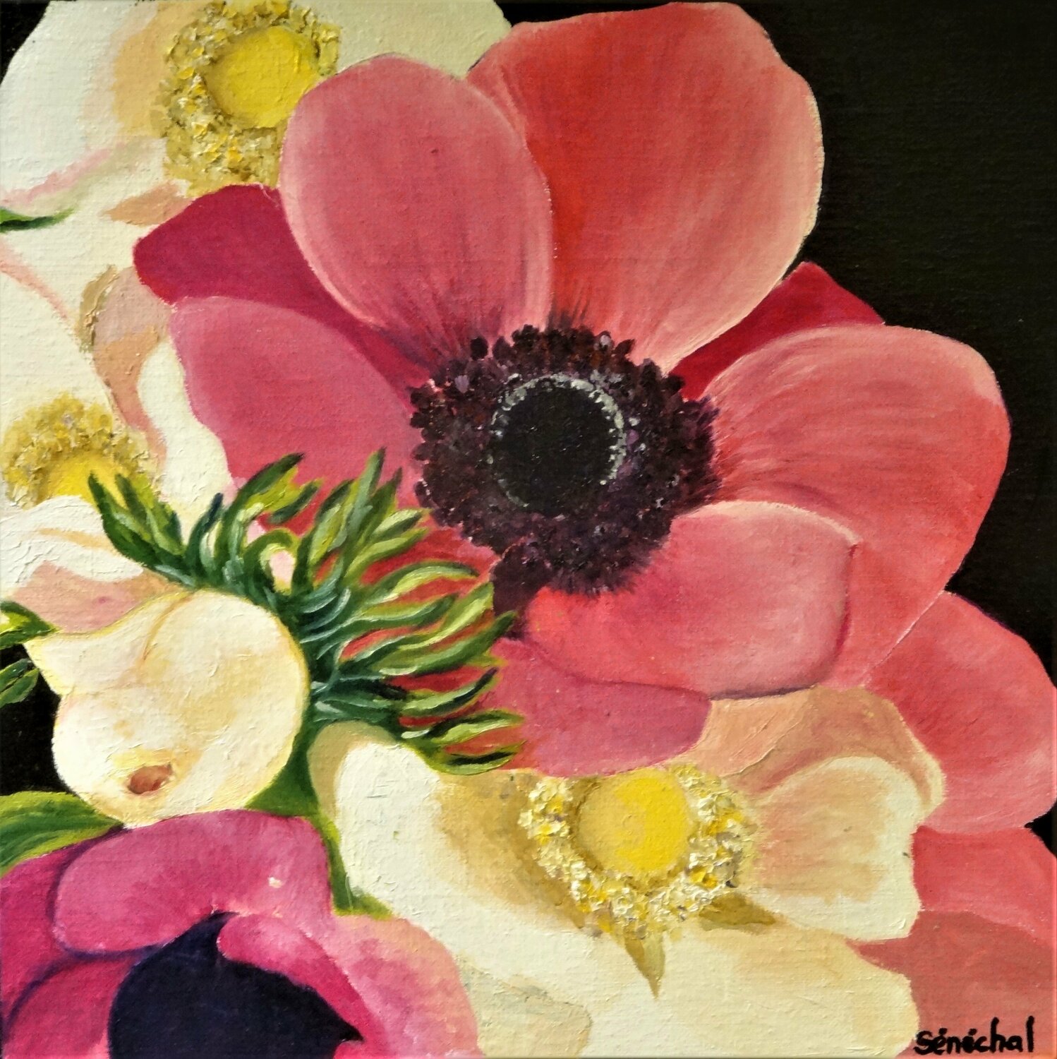 Paquerettes Catherine Sénéchal