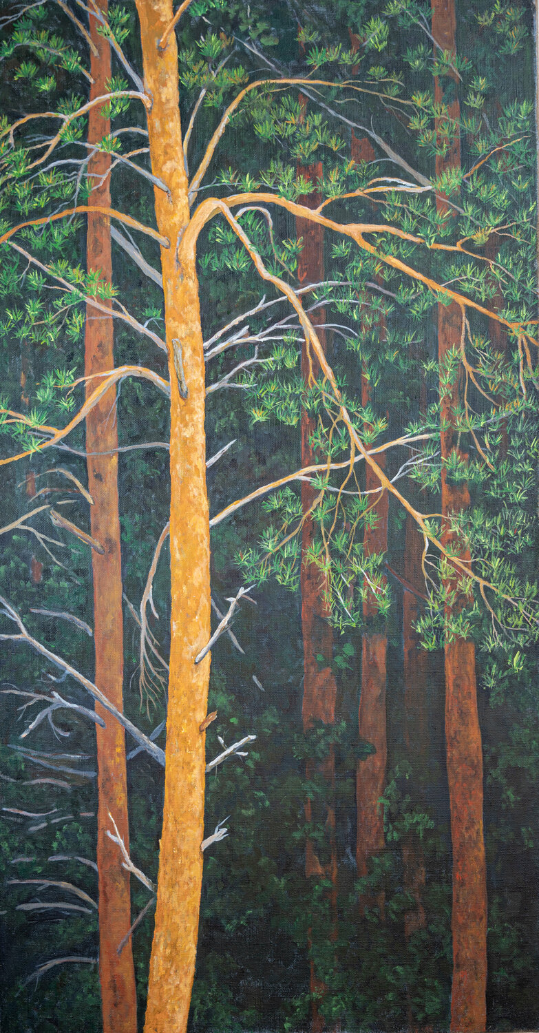 Larici rossi Piero Casarin