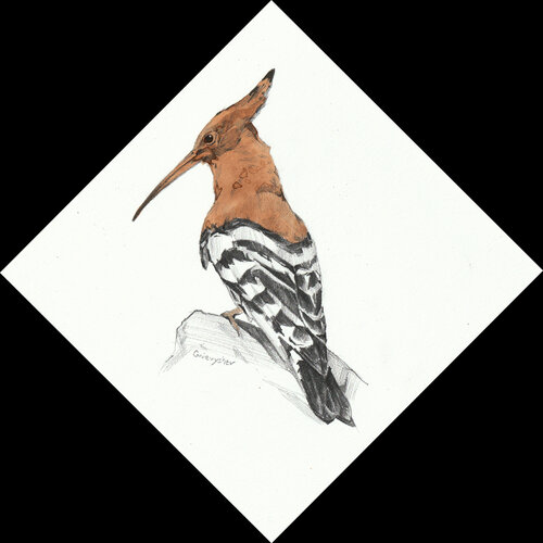 Hoopoe Oleksii Gnievyshev