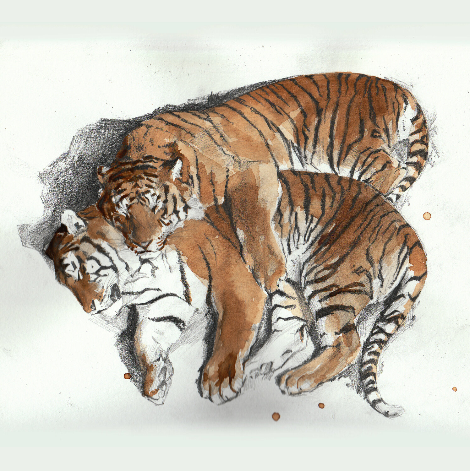 Coffee tigers Oleksii Gnievyshev