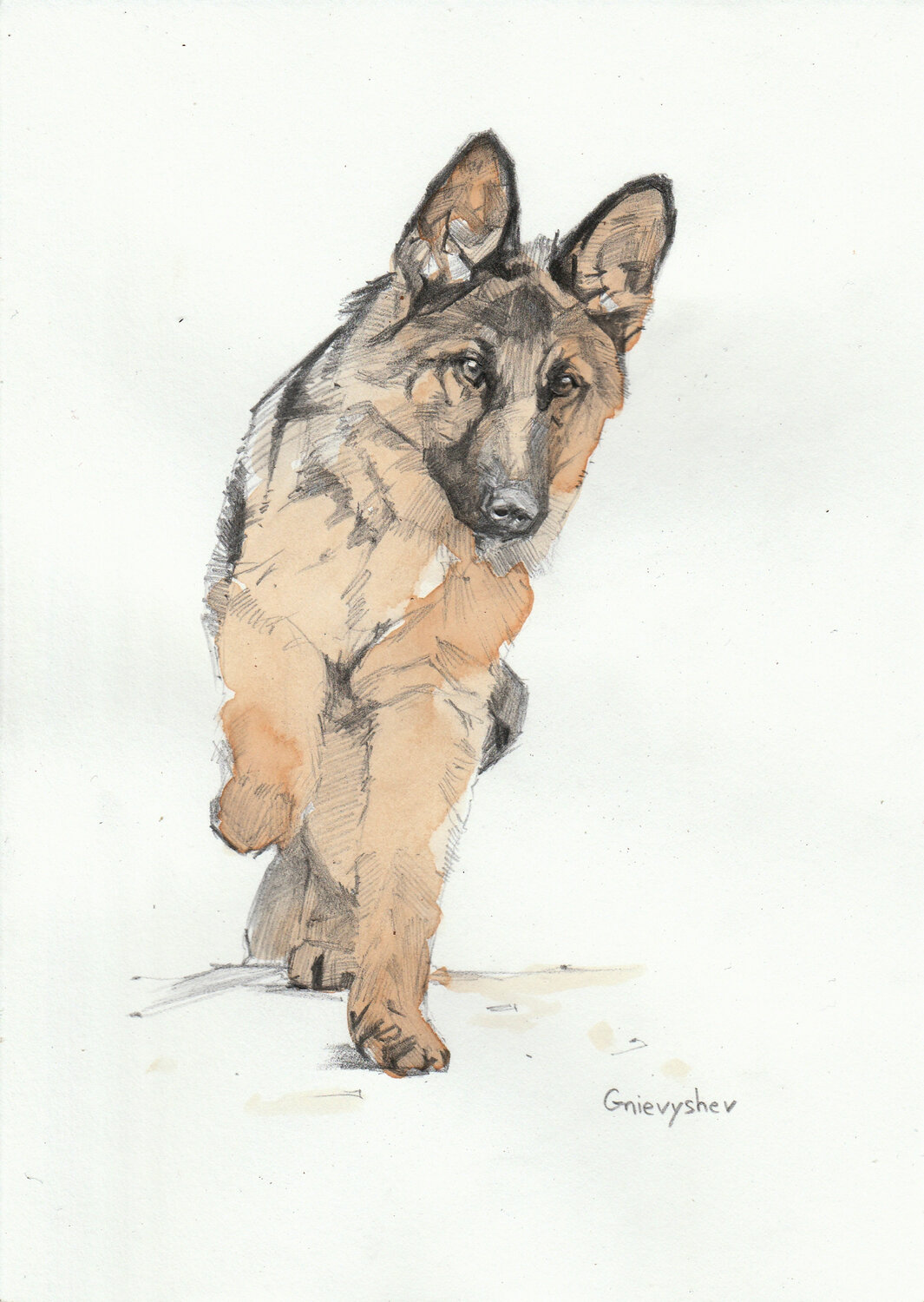 Schäferhund Oleksii Gnievyshev