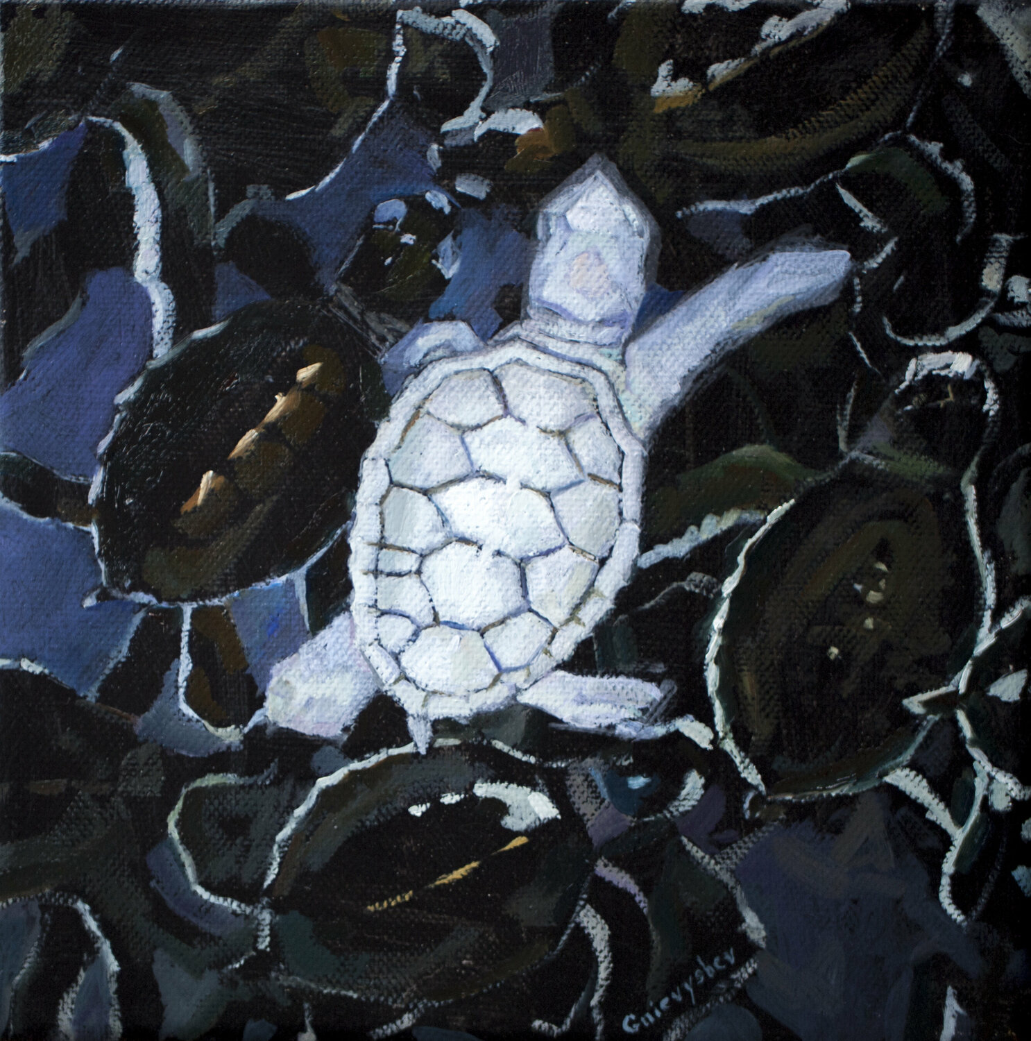 Wei e Schildkröte Oleksii Gnievyshev