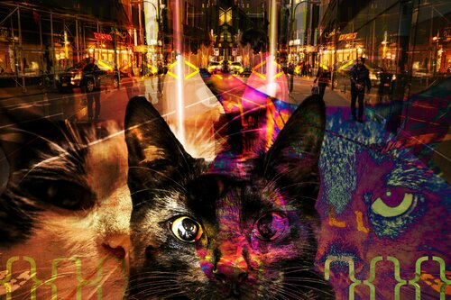 Cats van Pablo Kontos, Digitaal te koop op Singulart