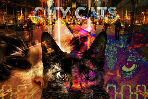 City cats at home van Pablo Kontos, Digitaal te koop op Singulart