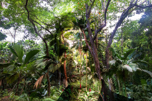 Save the Amazon von Nabiha & Thom Unity Art, Fotografie kaufen auf Singulart