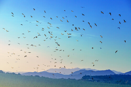 Longing for Peace von Nabiha & Thom Unity Art, Werk auf Papier kaufen auf Singulart