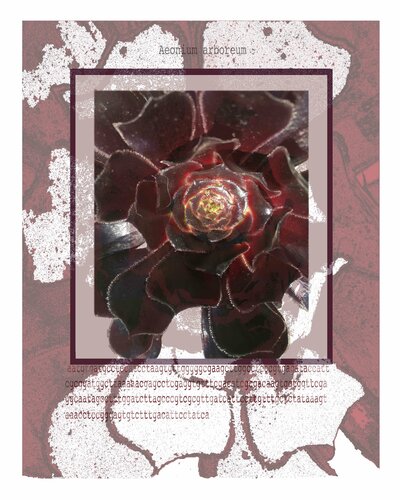 Rosa Negra 2 par Nela Ochoa, Œuvre sur papier en vente sur Singulart