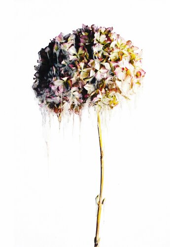 Giulia par Sara Zamperlin, Photographie en vente sur Singulart