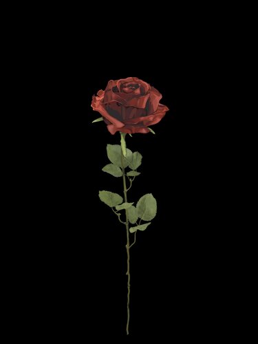 Rose by François Benoît-Lison, Digital for Sale on Singulart