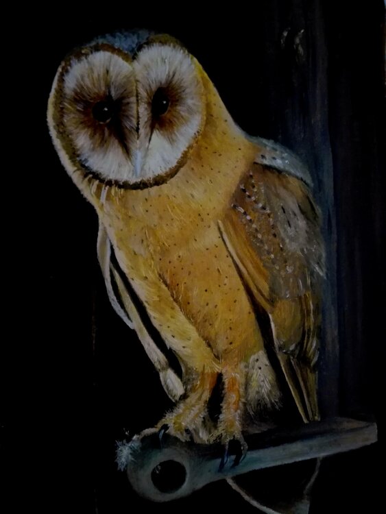 Owl in Oil Steffi Rodigas