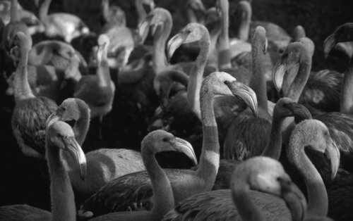 © CURV 672 - Flamingo di Richard Martin, Fotografia in vendita su Singulart