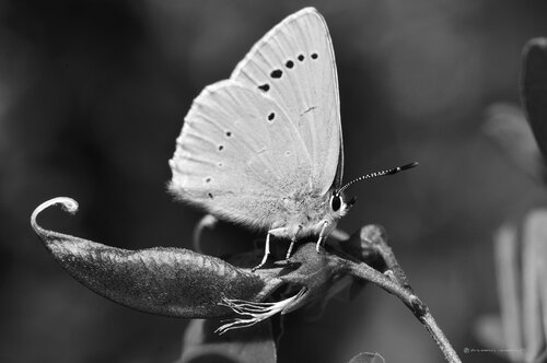 © CURV 016 Richard Martin
