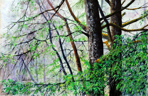 Oregon Woods van Bill Hudson, Werk op papier te koop op Singulart