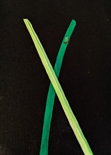 Pasto al cubo 1 by Ezequiel Martinez Llaser, Painting for Sale on Singulart