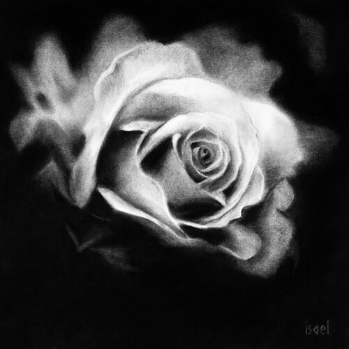 Rose d'un matin by Isael, Drawing for Sale on Singulart