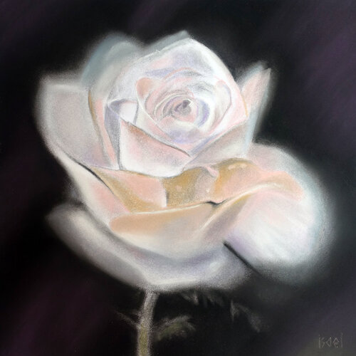 Rose pâle by Isael, 소묘 for Sale on Singulart