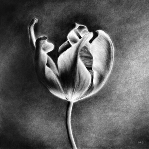 Eclosion Isael