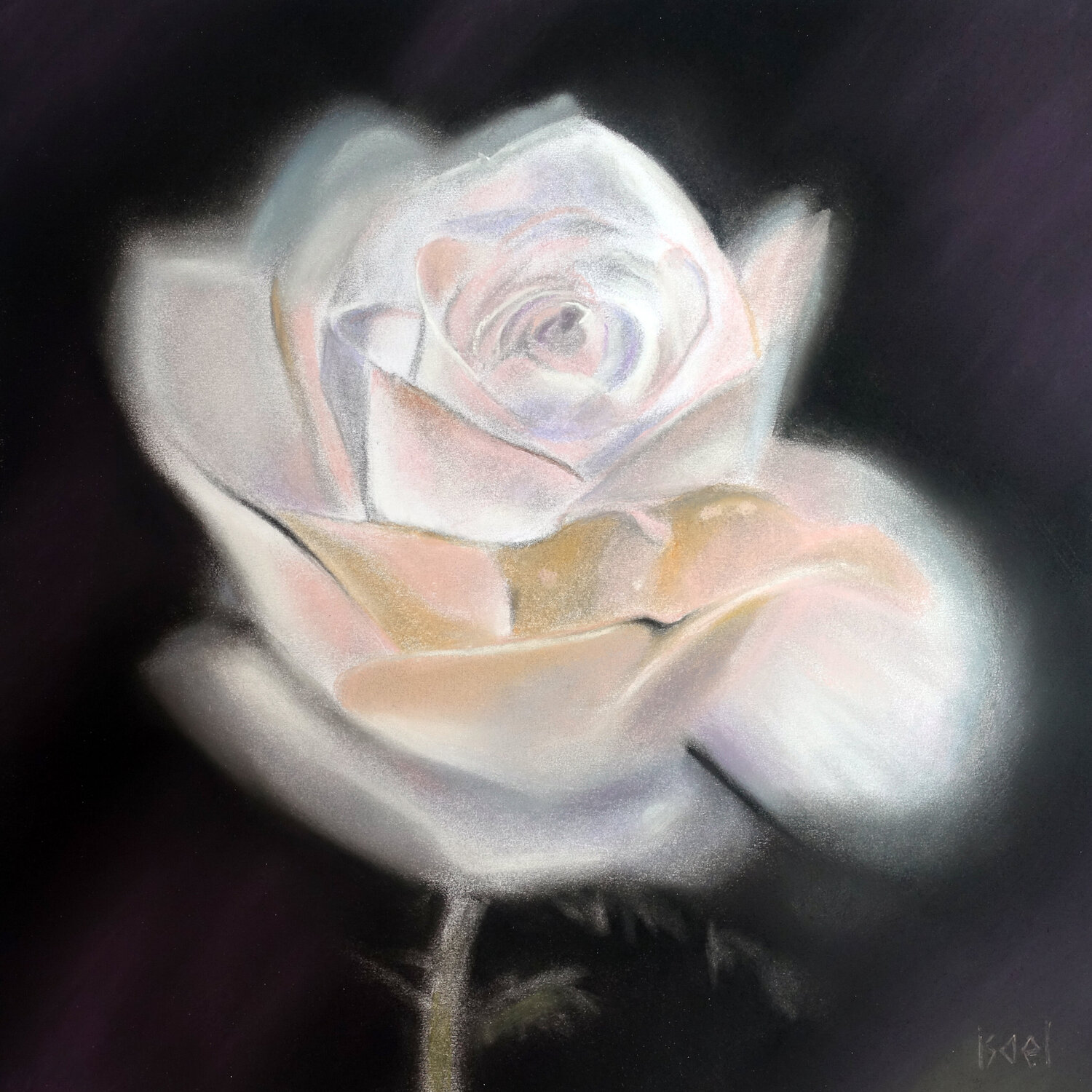 Rose pâle Isael