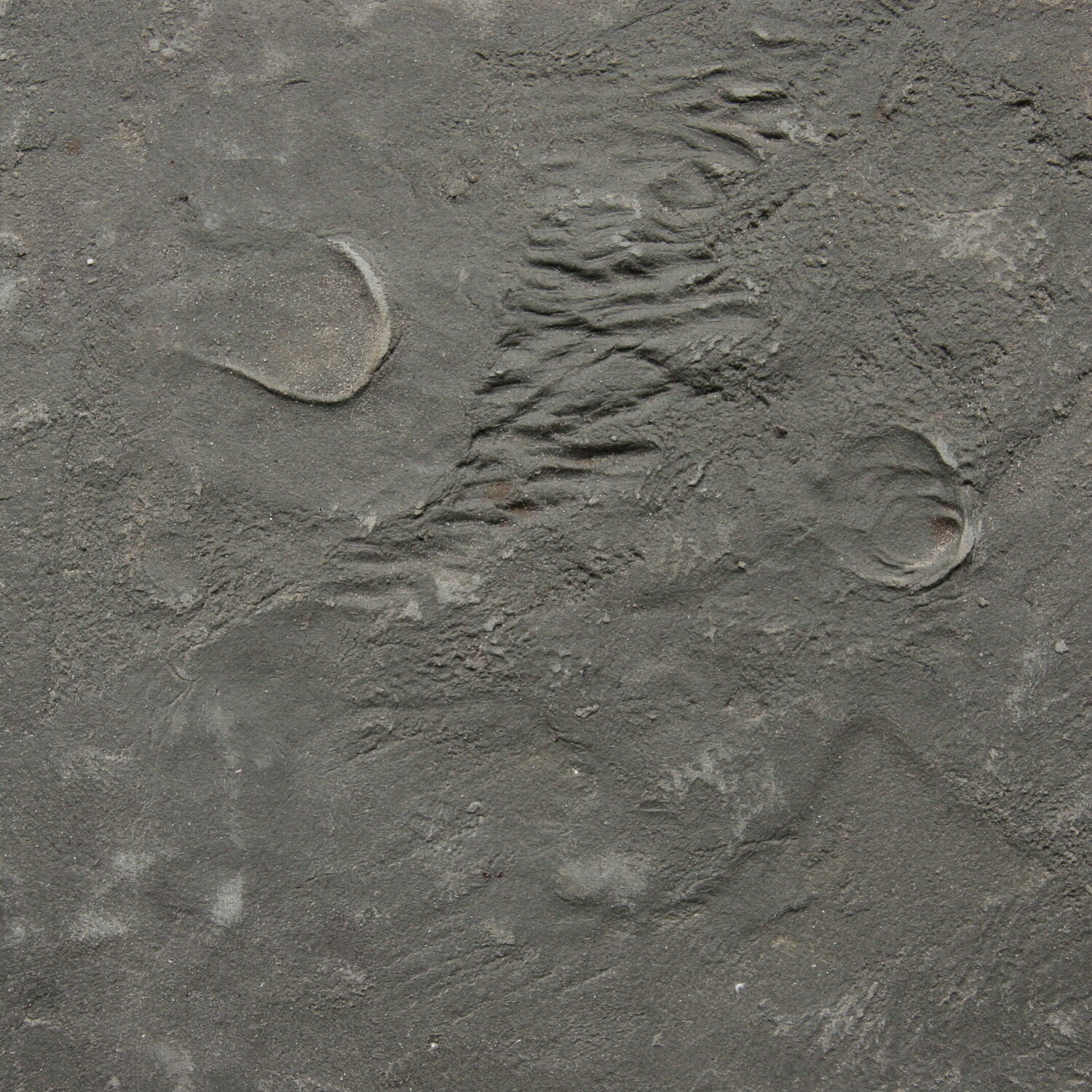 No. 16 Ulea Wesemeyer