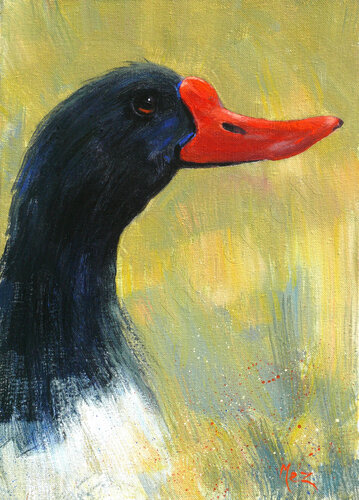CANARD Tadorne di MEZ - de Mézerac, Pittura in vendita su Singulart