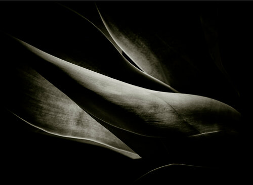 Hanbury Garden 1 by Jo Schmid, 사진 for Sale on Singulart