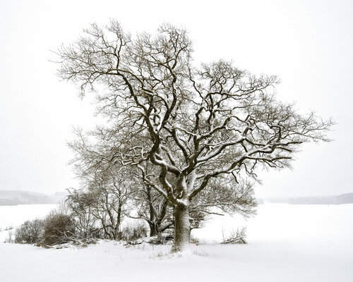 A Winter´s Day 1 di Jo Schmid, Fotografia in vendita su Singulart