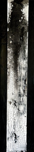 Black Cypress van Susan Handau, Schilderij te koop op Singulart