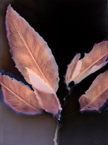 Sous chaque arbre, une feuille von Évelyne Coutas, Fotografie kaufen auf Singulart