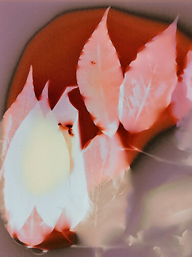 Sous chaque arbre, une feuille by Évelyne Coutas, 사진 for Sale on Singulart