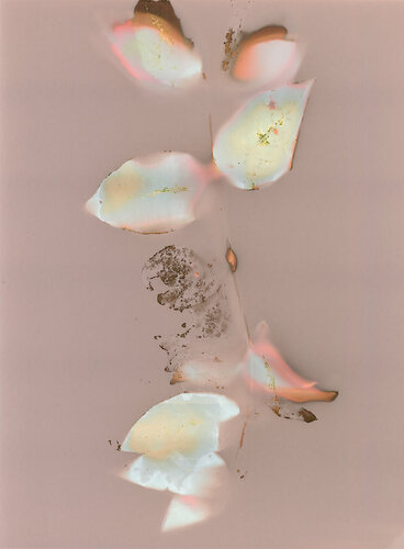 Sous chaque arbre, une feuille di Évelyne Coutas, Fotografia in vendita su Singulart