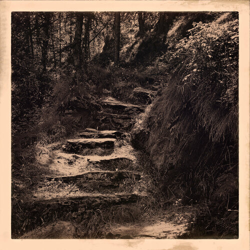 Le recours aux forêts by Évelyne Coutas, 사진 for Sale on Singulart