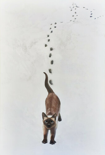 A  KITTEN / THE FIRST SNOW von Tatiana Rezvaya, Malerei kaufen auf Singulart