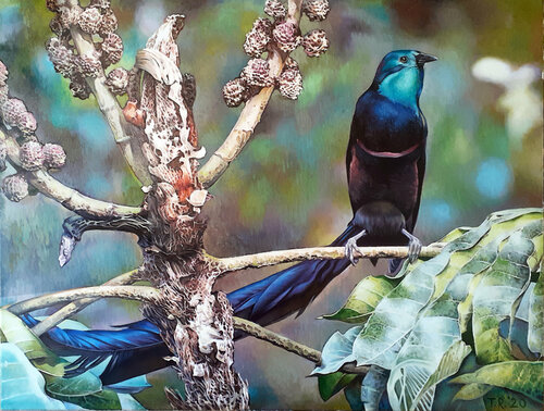 STEPHANIE'S ASTRAPIA BIRD-OF-PARADISE von Tatiana Rezvaya, Malerei kaufen auf Singulart