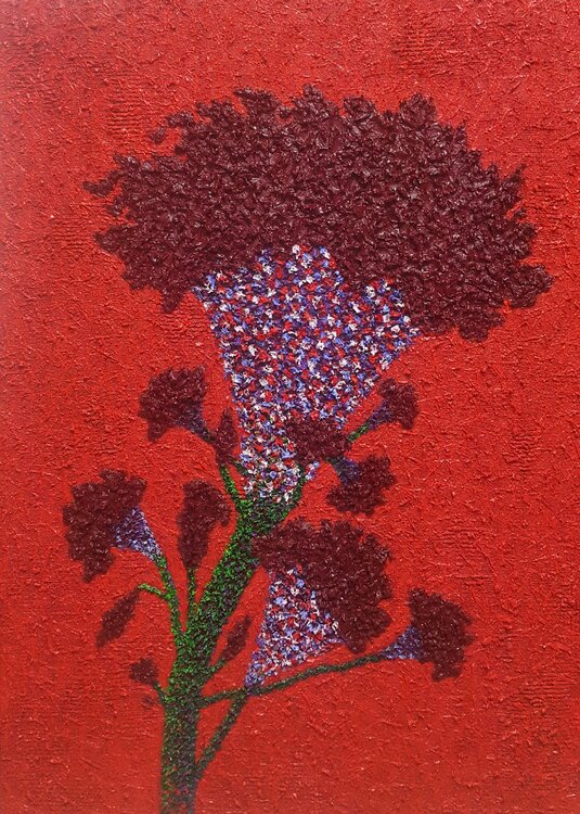 cockscomb - red Sook Kim