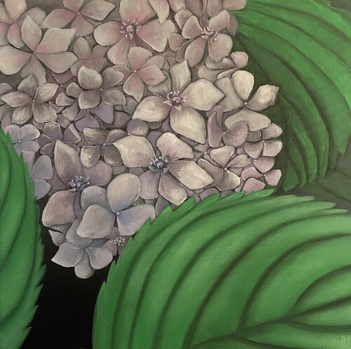 Hidrangea Maryda Geraci