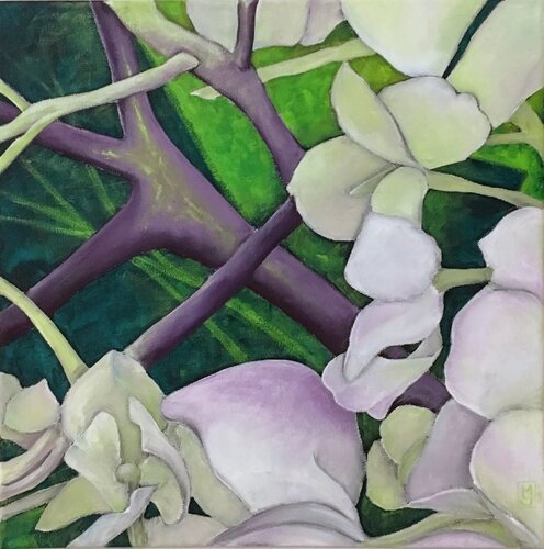 Hidrangea 5 Maryda Geraci