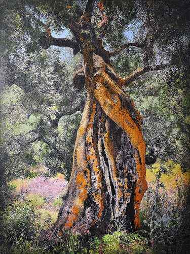 Kerion olive tree, Zakintos di Karin Vermeer, Pittura in vendita su Singulart